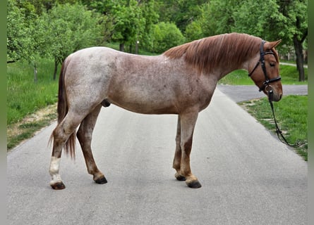 Inne kuce/małe konie, Wałach, 5 lat, 150 cm, Kasztanowatodereszowata
