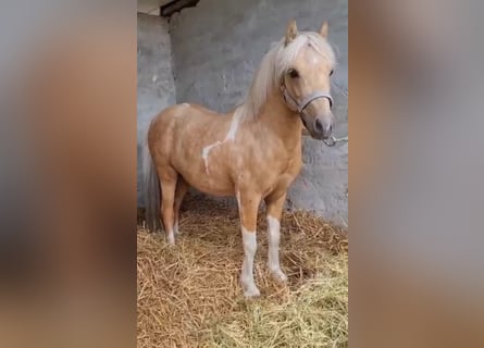 Inne kuce/małe konie, Wałach, 6 lat, 123 cm, Izabelowata