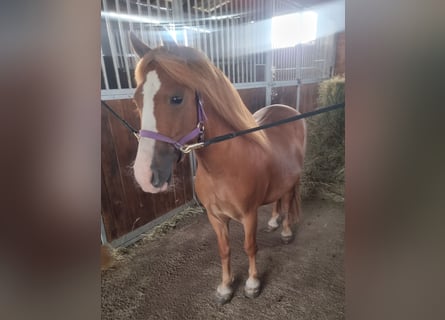 Inne kuce/małe konie, Wałach, 6 lat, 125 cm, Kasztanowata