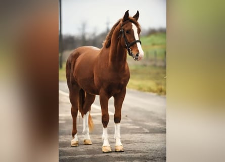 Inne kuce/małe konie Mix, Wałach, 6 lat, 153 cm, Kasztanowata