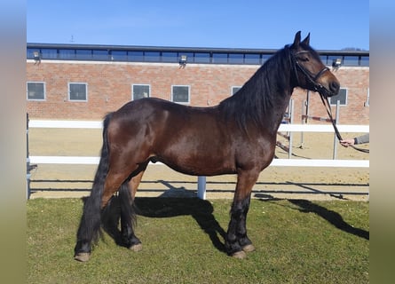 Inne kuce/małe konie, Wałach, 6 lat, 159 cm, Ciemnogniada