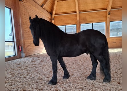 Inne kuce/małe konie, Wałach, 6 lat, Ciemnogniada