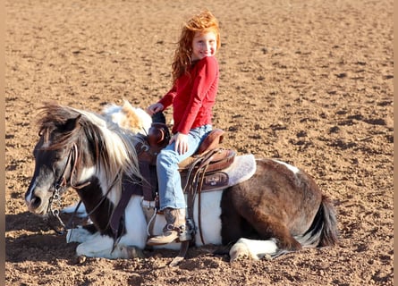 Inne kuce/małe konie, Wałach, 7 lat, 109 cm, Srokata
