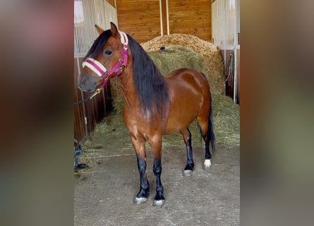 Inne kuce/małe konie, Wałach, 7 lat, 116 cm, Gniada