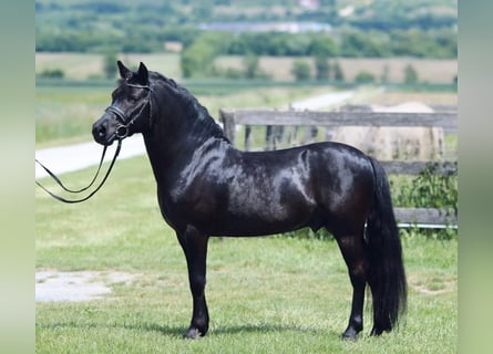 Inne kuce/małe konie, Wałach, 7 lat, 123 cm, Srokata