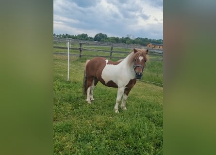 Inne kuce/małe konie, Wałach, 7 lat, 125 cm, Srokata