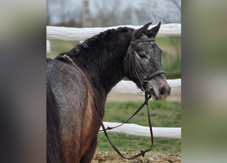 Inne kuce/małe konie, Wałach, 7 lat, 130 cm, Siwa