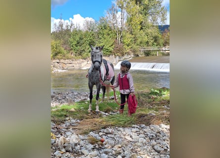 Inne kuce/małe konie, Wałach, 7 lat, 130 cm, Siwa