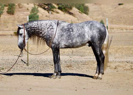 Inne kuce/małe konie, Wałach, 7 lat, 137 cm, Siwa