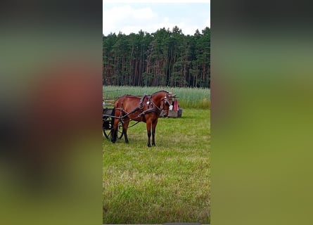 Inne kuce/małe konie, Wałach, 7 lat, 140 cm, Gniada