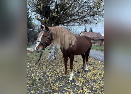 Inne kuce/małe konie, Wałach, 7 lat, 145 cm, Kasztanowata