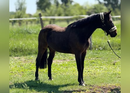 Inne kuce/małe konie, Wałach, 7 lat, 147 cm, Ciemnogniada