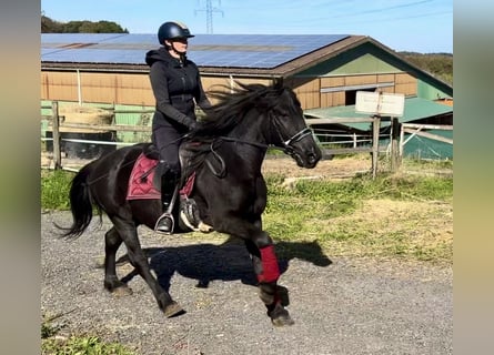 Inne kuce/małe konie, Wałach, 7 lat, 150 cm, Kara