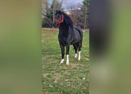Inne kuce/małe konie, Wałach, 8 lat, 126 cm, Kara