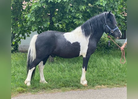 Inne kuce/małe konie, Wałach, 8 lat, 128 cm, Srokata