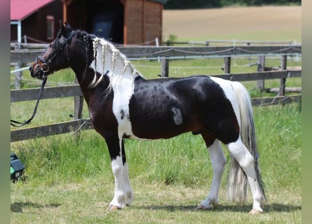 Inne kuce/małe konie, Wałach, 8 lat, 130 cm, Srokata