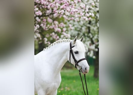 Inne kuce/małe konie, Wałach, 8 lat, 140 cm, Siwa