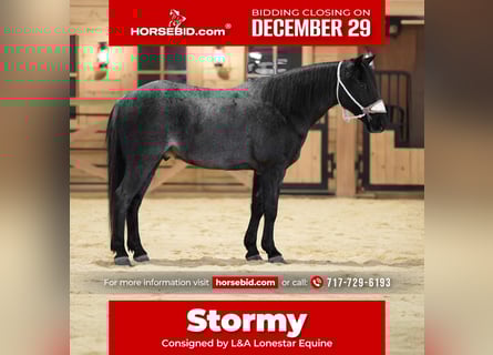 Inne kuce/małe konie, Wałach, 9 lat, 135 cm, Karodereszowata