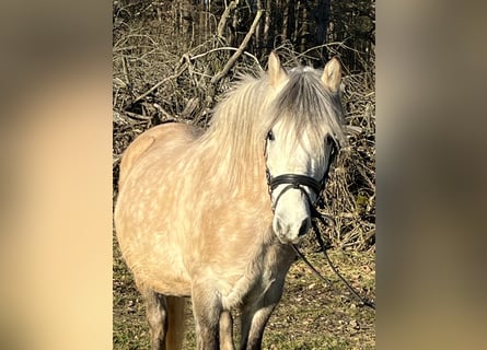 Inne kuce/małe konie, Wałach, 9 lat, 136 cm, Szampańska