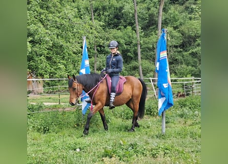 Inne kuce/małe konie, Wałach, 9 lat, 140 cm, Gniada