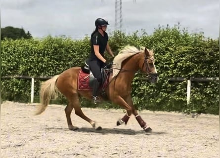 Inne kuce/małe konie, Wałach, 9 lat, 148 cm, Kasztanowata