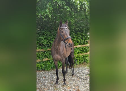 Irisches Vollblut, Stute, 13 Jahre, 160 cm, Dunkelbrauner