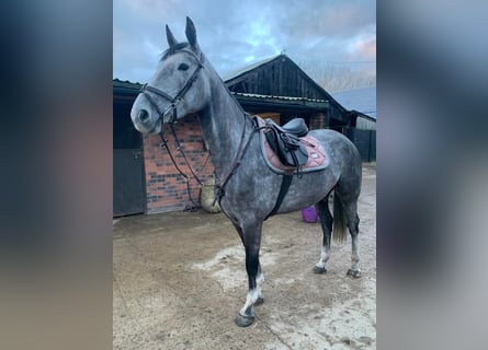 Irisches Vollblut, Stute, 6 Jahre, 163 cm, Schimmel