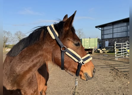 Irisches Vollblut, Stute, 8 Jahre, 170 cm, Brauner