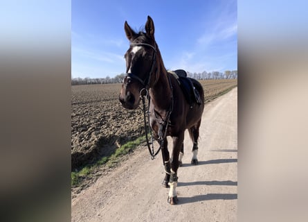 Irisches Vollblut, Wallach, 12 Jahre, 163 cm