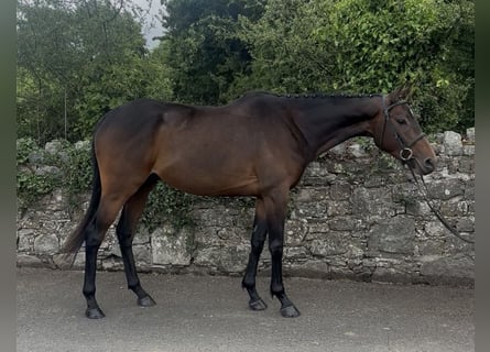 Irisches Vollblut, Wallach, 5 Jahre, 158 cm, Rotbrauner