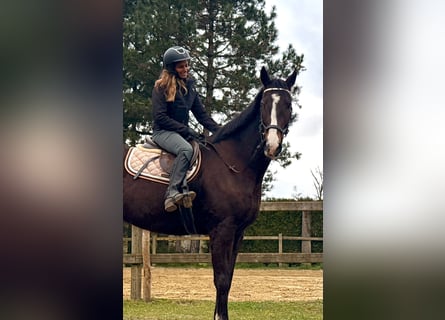 Irisches Vollblut, Wallach, 8 Jahre, 165 cm, Dunkelbrauner