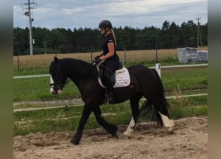Irish Cob, Castrone, 4 Anni, 153 cm, Morello