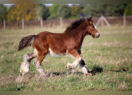 Irish Cob, Hengst, Fohlen (06/2026), 135 cm, Rotbrauner