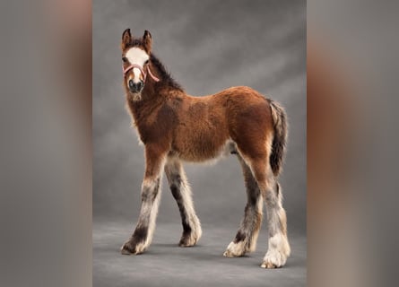 Irish Cob, Hengst, Fohlen (06/2026), 135 cm, Rotbrauner