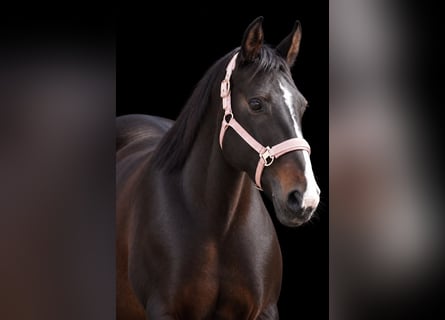 Irish Cob, Klacz, 13 lat, 156 cm, Skarogniada