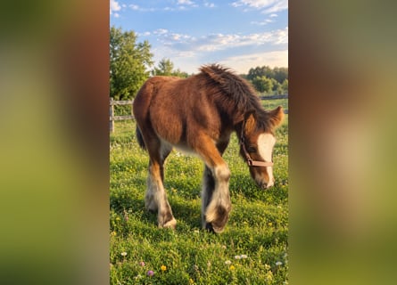 Irish Cob, Stallone, Puledri (06/2026), 135 cm, Baio ciliegia