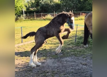 Irish Cob, Wałach, 1 Rok, 165 cm, Skarogniada