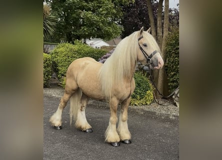 Irish Cob, Wałach, 6 lat, 138 cm