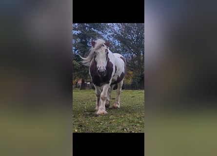 Irish Cob, Wallach, 15 Jahre, 150 cm, Schecke