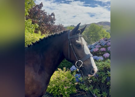 Irish Cob, Wallach, 4 Jahre, 138 cm, Dunkelbrauner