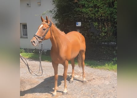 Irish Sport Horse, Gelding, 10 years, 15,3 hh, Chestnut