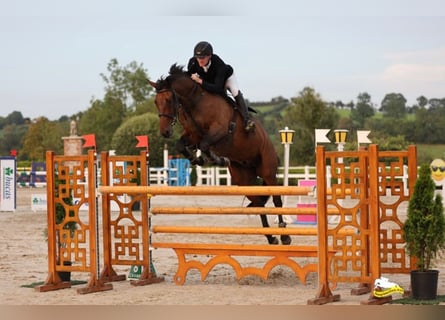 Irish Sport Horse, Gelding, 10 years, 16.3 hh, Brown