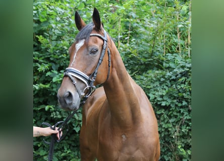 Irish Sport Horse, Gelding, 10 years, 16 hh, Brown