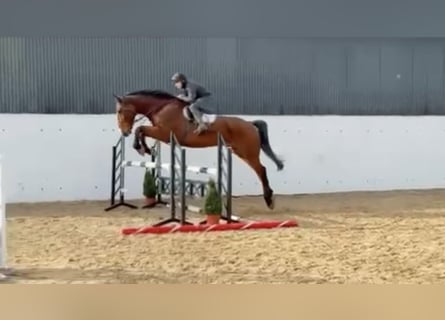 Irish Sport Horse, Gelding, 11 years, 18 hh, Brown