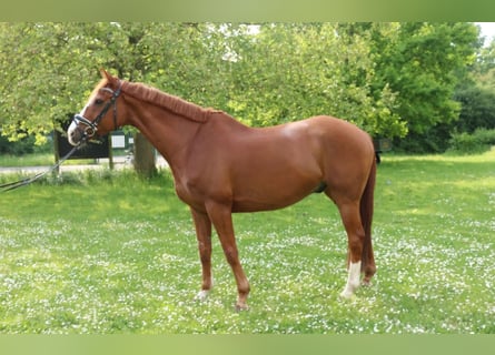 Irish Sport Horse, Gelding, 12 years, 16,2 hh, Chestnut-Red