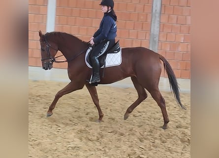 Irish Sport Horse, Gelding, 12 years, 16,3 hh, Chestnut