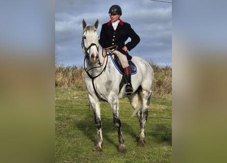 Irish Sport Horse, Gelding, 12 years, 17 hh, Gray-Dapple