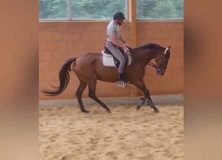 Irish Sport Horse, Wallach, 13 Jahre, 16,2 hh, Brauner