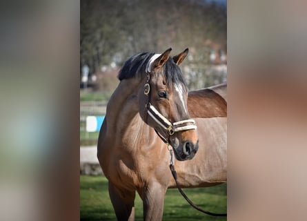 Irish Sport Horse, Gelding, 20 years, 16.2 hh, Brown