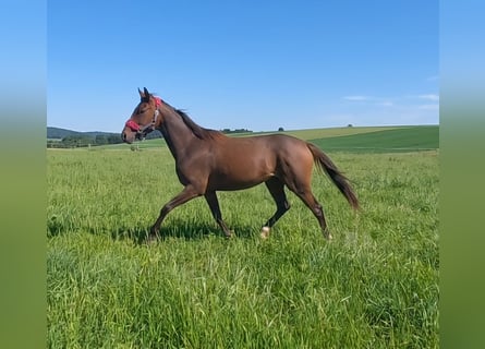 Irish Sport Horse, Gelding, 3 years, 15.2 hh, Brown
